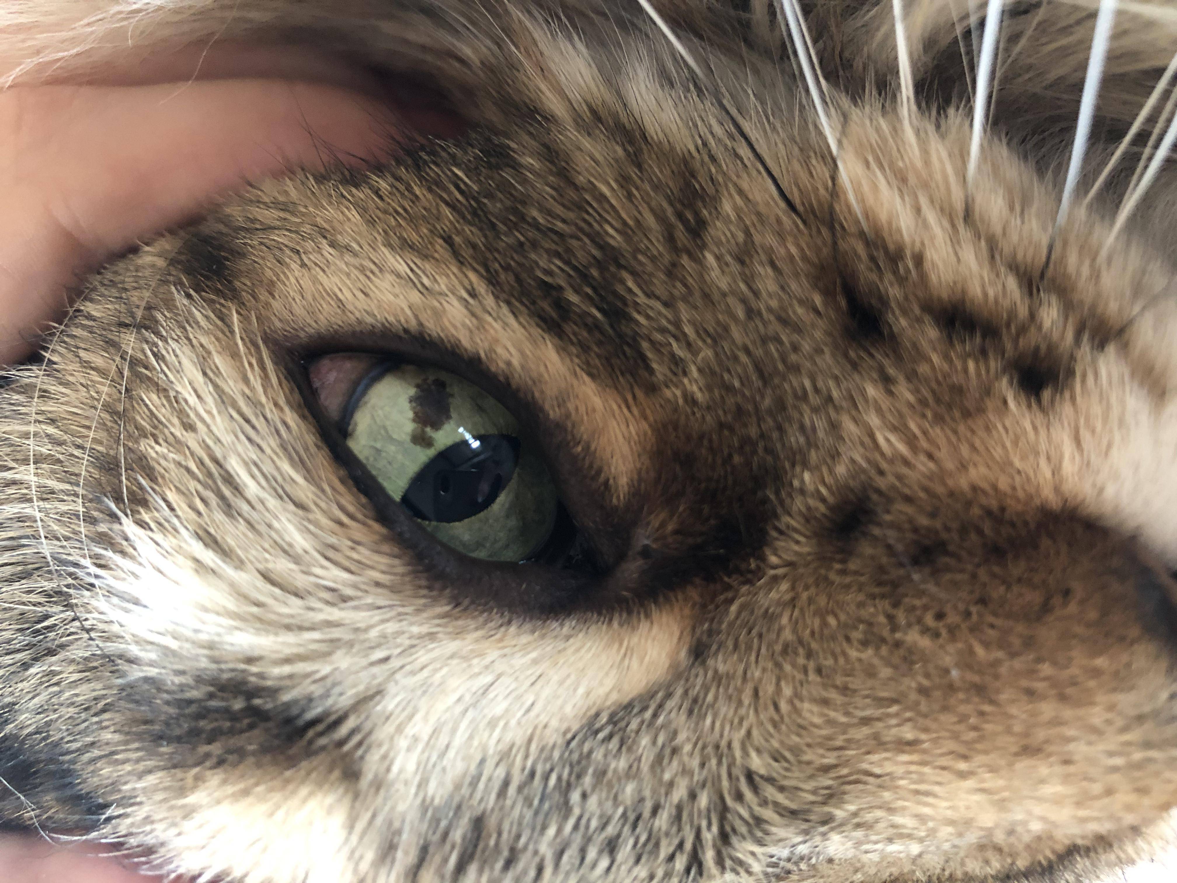Почему у кошки темные выделения из глаз, как лечить питомца?