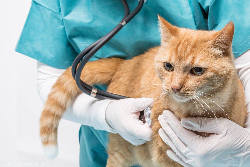 Вирусные заболевания и инфекции у кошек: симптомы и лечение