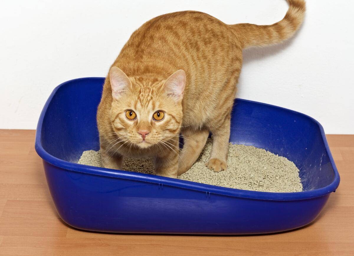Котенок не ест сухой корм: что делать?