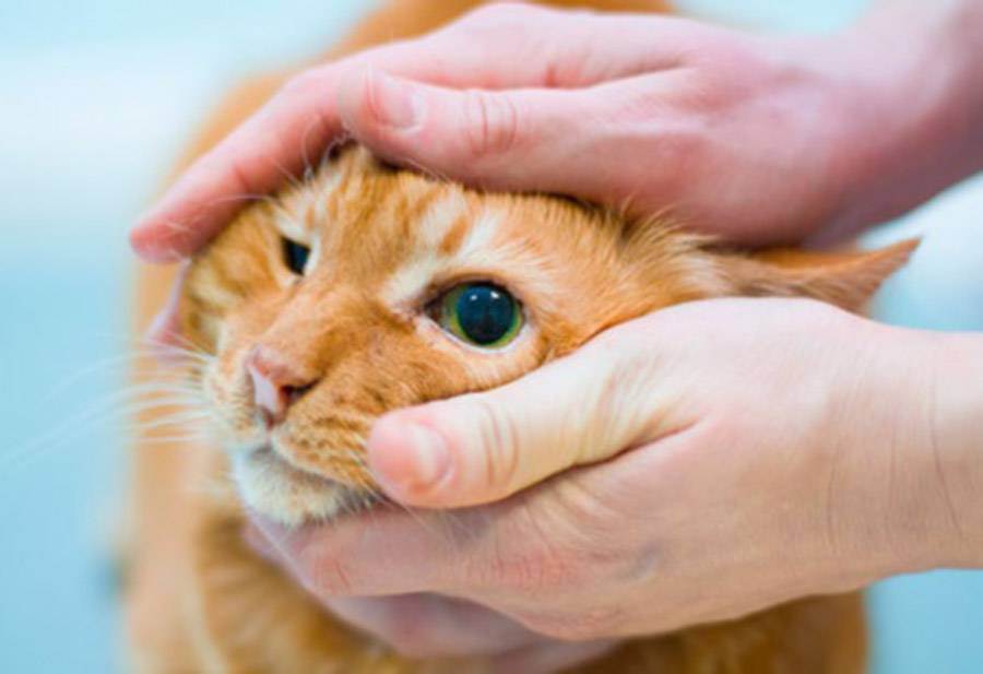 У кошки гноится глаз: что делать, чем лечить в домашних условиях?