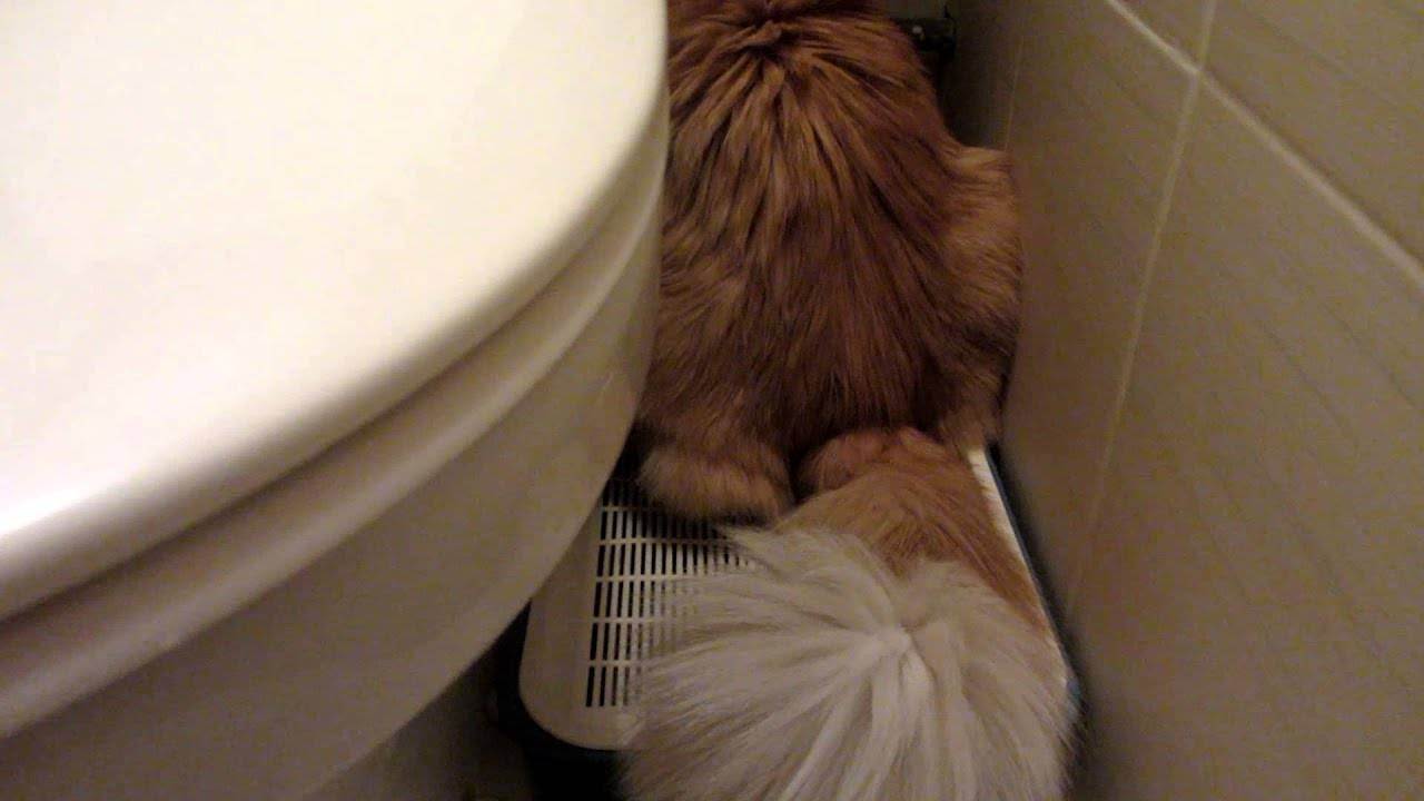 Кот часто ходит в туалет по-маленькому совсем по чуть-чуть