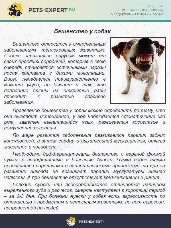 Случаи, когда собака отказывается от сухого корма
