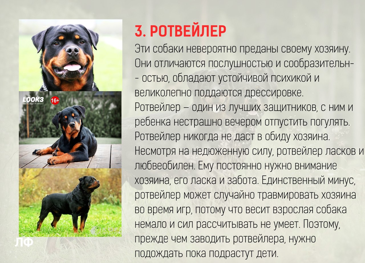 Порода ротвейлер: описание, характер, здоровье, уход | блог ветклиники "беланта"