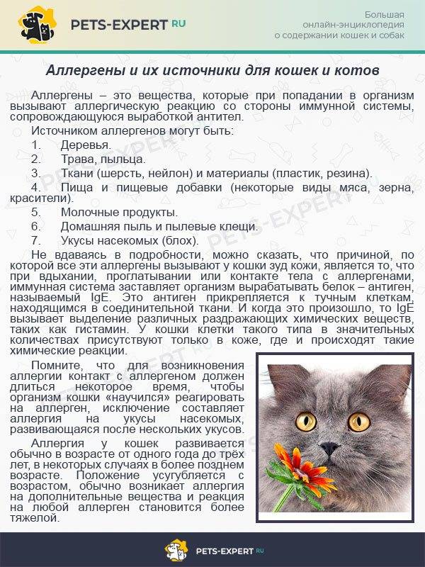 Астма у кошек: симптомы, лечение, препараты и прогноз заболевания