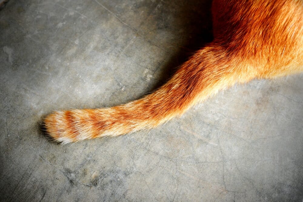 Травма или перелом хвоста у кошки: симптомы, действия владельца и профилактика