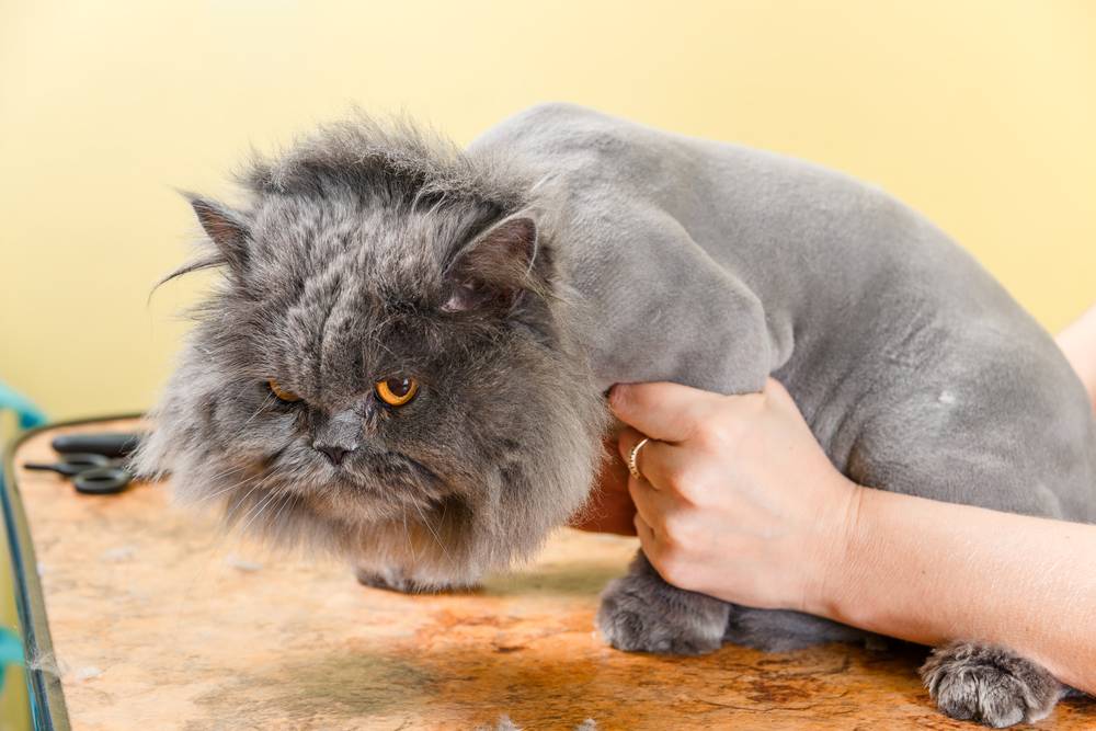 Ножницы для кошек: для стрижки и филировки, как подстричь в домашних условиях самому