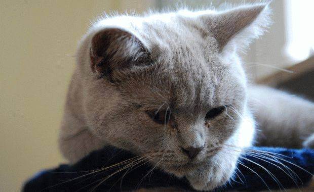 Панлейкопения у кошек: симптомы, профилактика