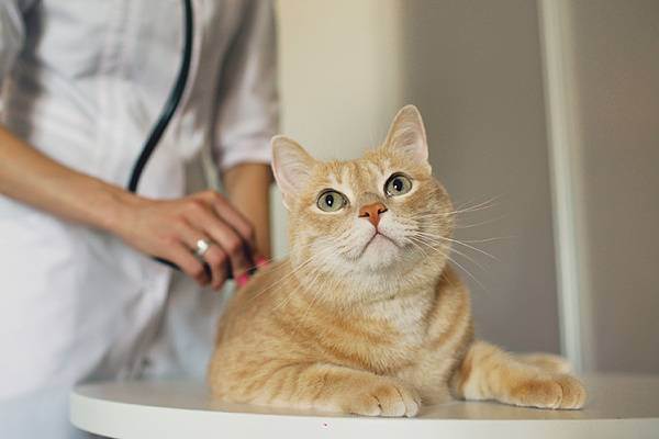 Лечение цистита у кошек