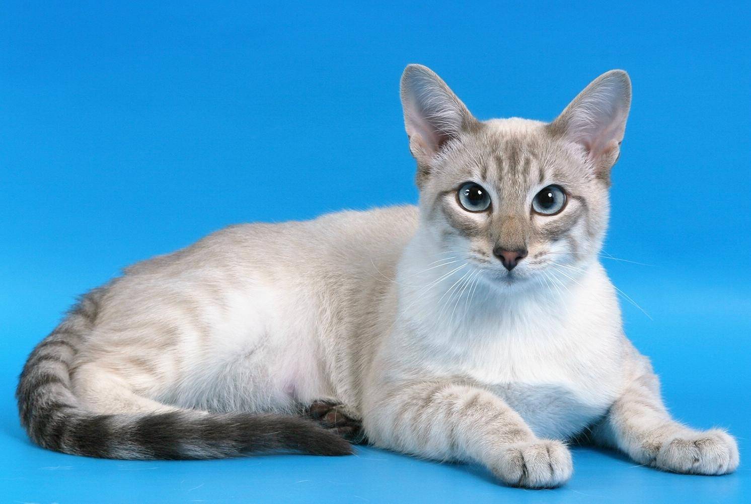 тайская кошка фото окрас