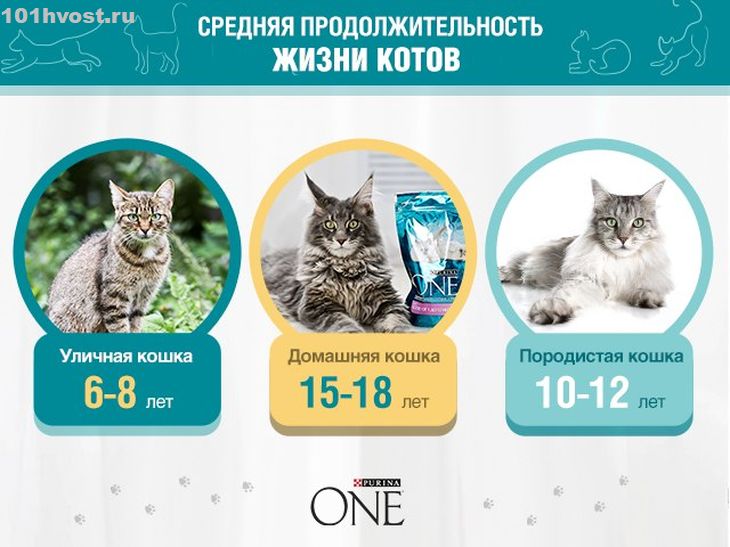 Продолжительность жизни кошек