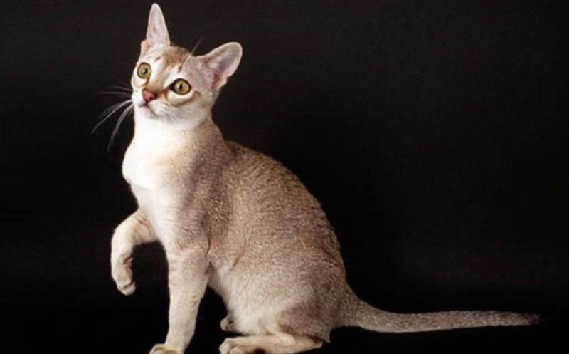 Характер и описание кошек сингапурской породы, особенности ухода за ними