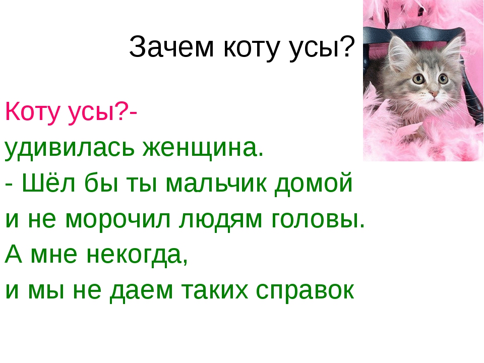 Зачем человеку кот. Для чего котам нужны усы. Зачем коту нужны усы. Зачем коту усы текст рассуждение. Зачзачем коту нужны усы?.
