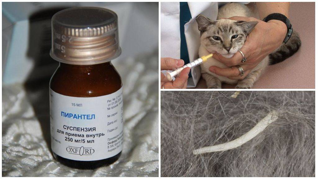 Пирантел — помощь при глистных инвазиях у кошек