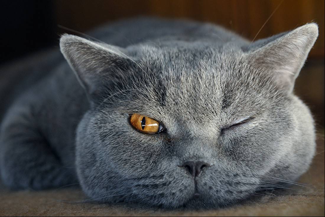Кошка щурит один глаз или моргает им – почему и что с этим делать?