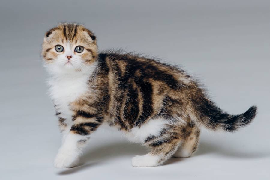 Скоттиш фолд (шотландская вислоухая) кошка: подробное описание, фото, купить, видео, цена, содержание дома