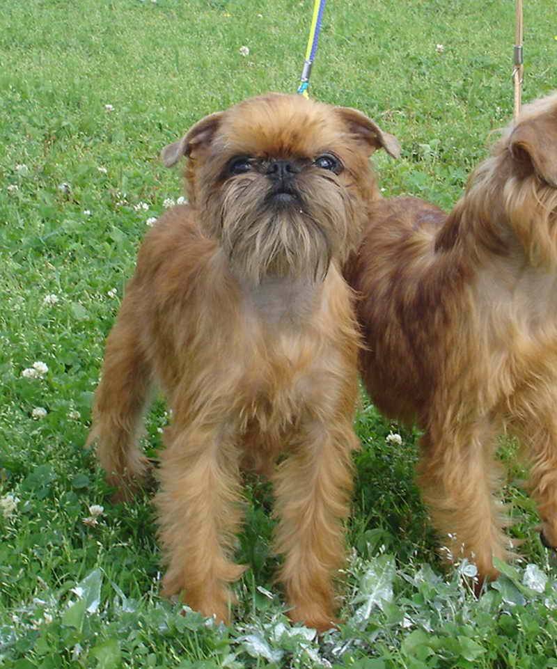 Бельгийский гриффон - порода собак: описание и характер, а также уход, содержание и стрижка