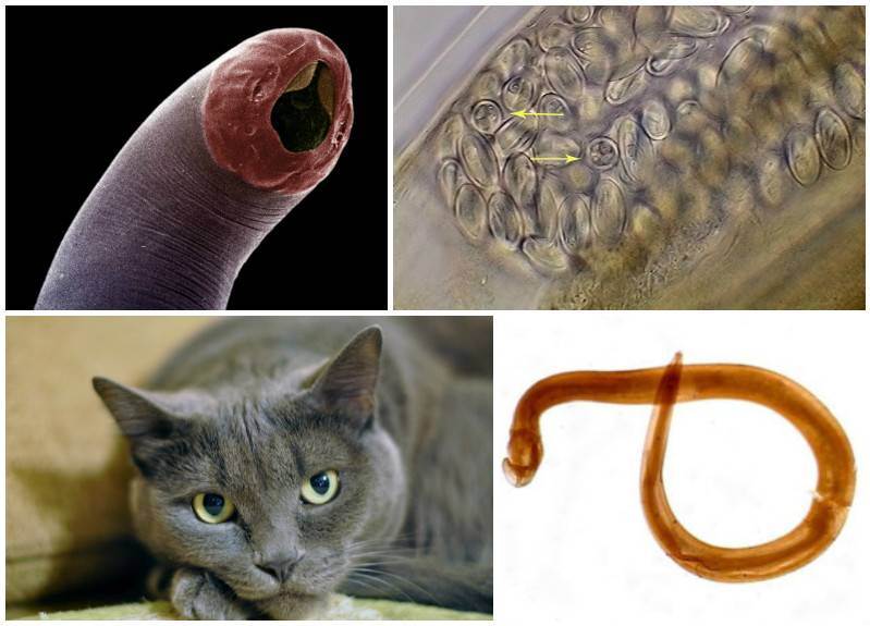 Чем и какими паразитами можно заразиться от кошки человеку | все о паразитах