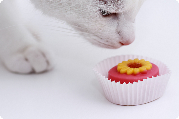 Можно ли кошкам сладкое, кот любит сладкое, почему нельзя давать кошке сладкое | кошки - кто они?