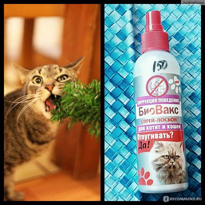 Какой запах не любят кошки: подбираем отпугивающие запахи