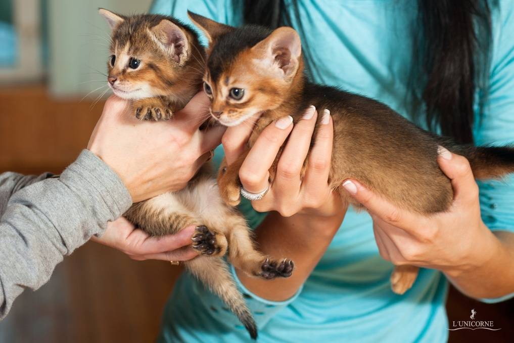 Чаузи кошка. особенности, цена и уход за породой чаузи | животный мир
