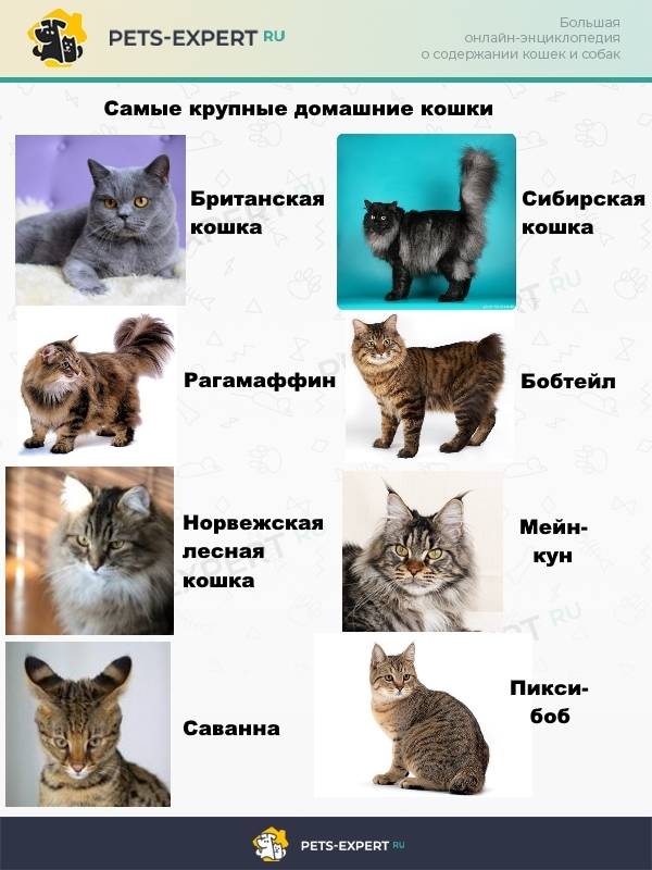 Домашние кошки, похожие на рысь: названия и описания пород