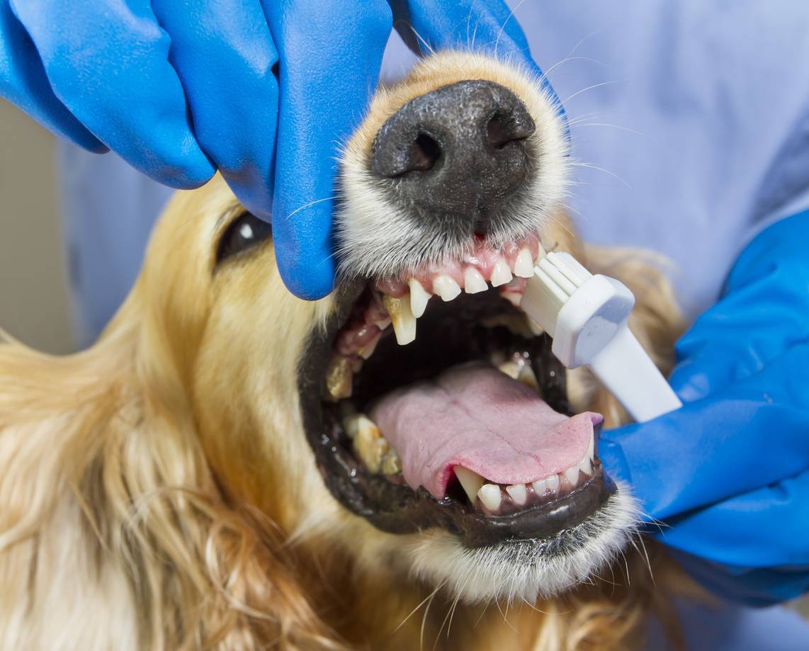 Зубной камень у собак и методы его удаления: как избавиться в домашних условиях и в ветклинике?