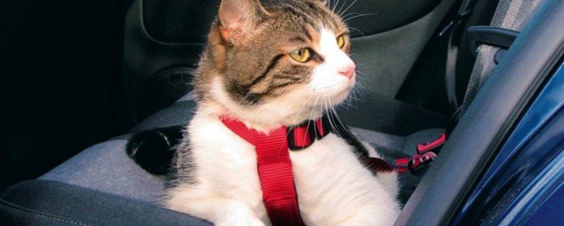 Советы и рекомендации для безопасного путешествия с котом на машине
