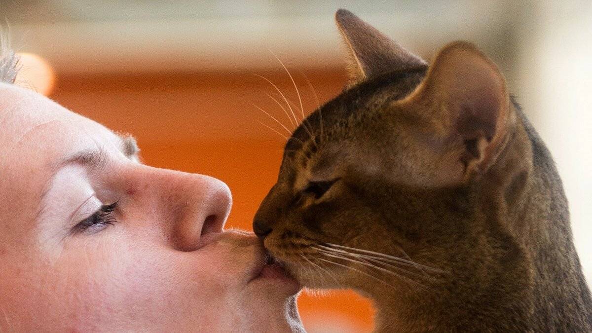Почему нельзя целовать кошек и котят в морду, даже если они домашние?