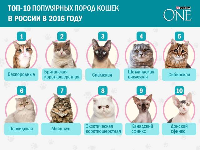 Самые популярные породы кошек в мире и в россии: список с фото и названиями