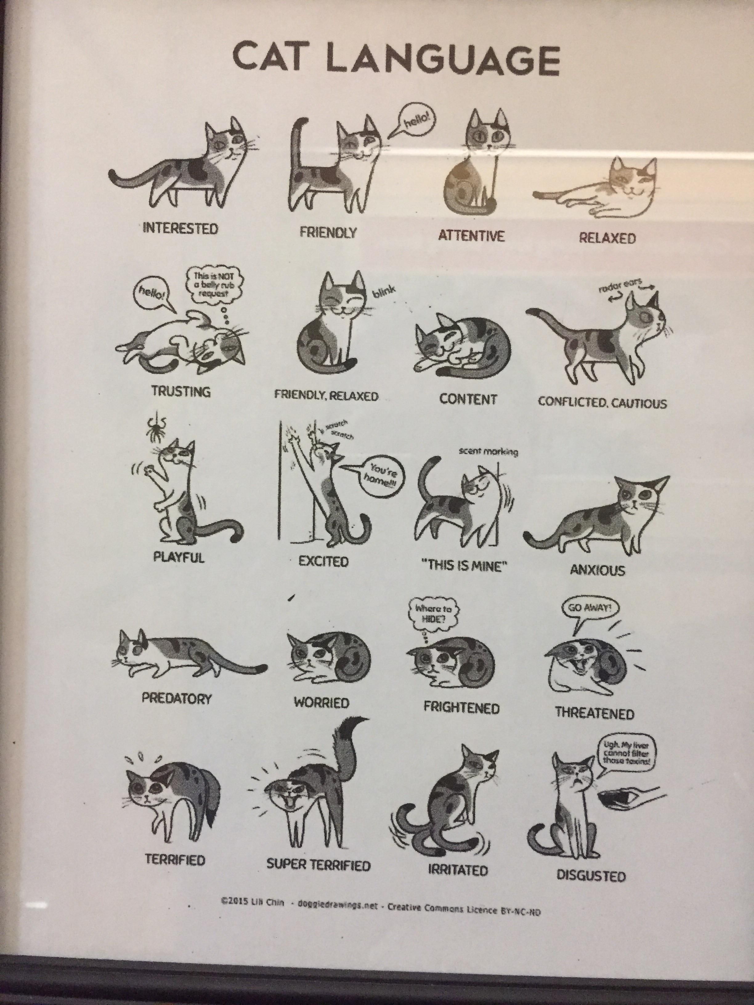 Кошачий язык или как понять кошку
