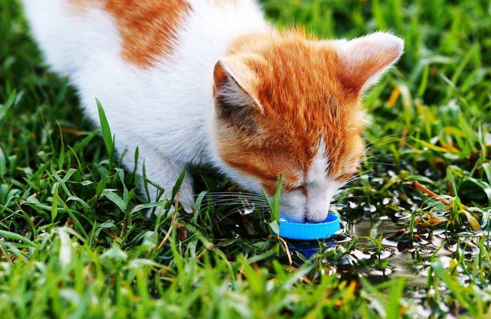 Кот мало пьет: выясняем причины