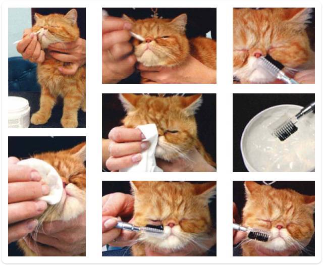 Чем промыть глаза котенку: алгоритм действий в домашних условиях, препараты