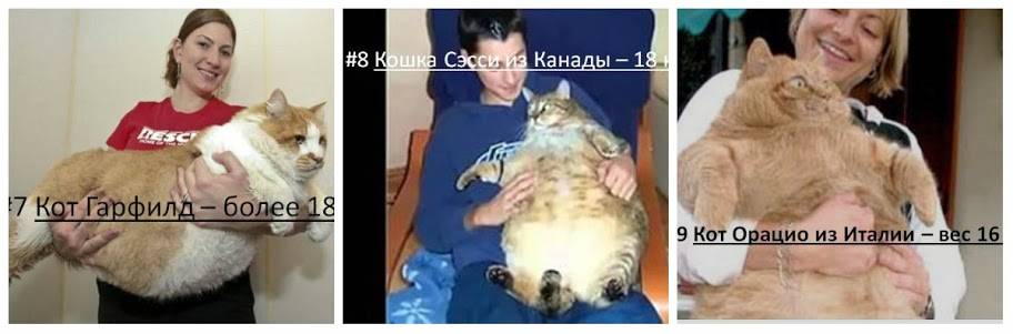 Самый большой кот в мире: фото, порода - 24сми