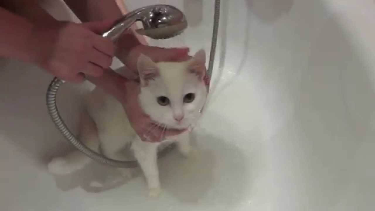 Как купать котенка