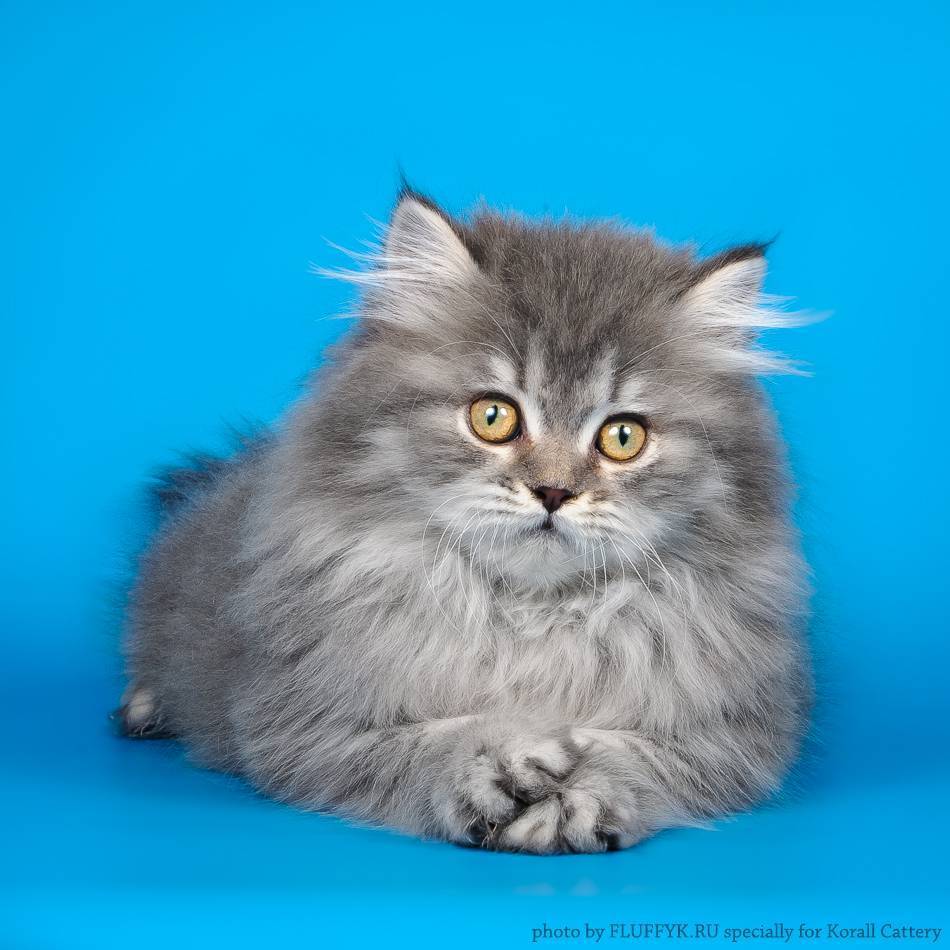 Скоттиш-страйт  фото кошки, описание породы, характер, уход за шотландской прямоухой кошкой
