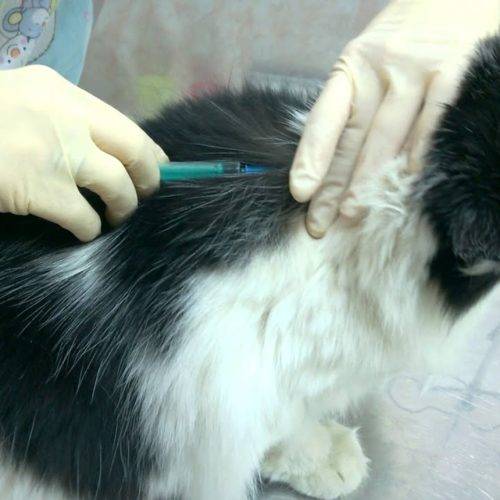 Вакцина при лишае у кошек