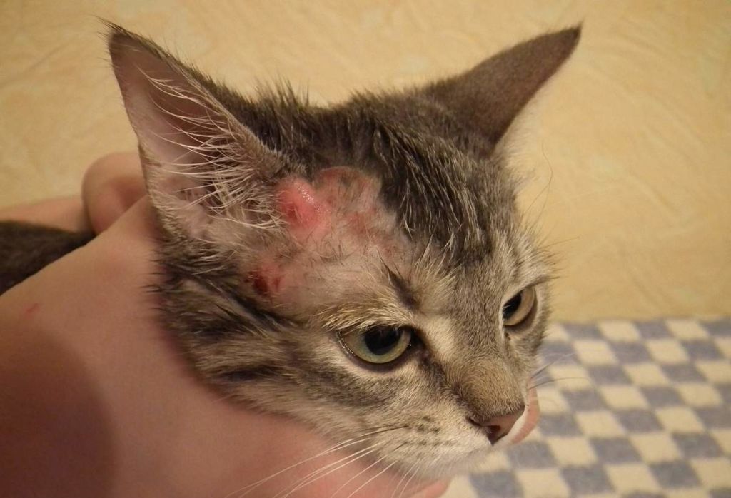 Болячка у кошки на голове: лечение, симптомы, диагностика