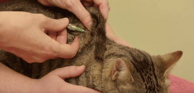 Эвтаназия кошки: вопросы гуманности