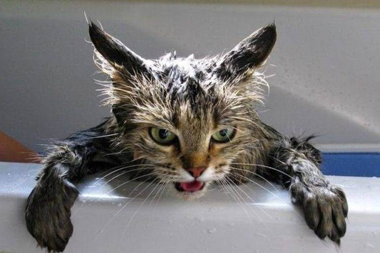 Можно ли купать кошку дегтярным мылом. дегтярное мыло от блох у кошек: как применять, и есть ли эффект