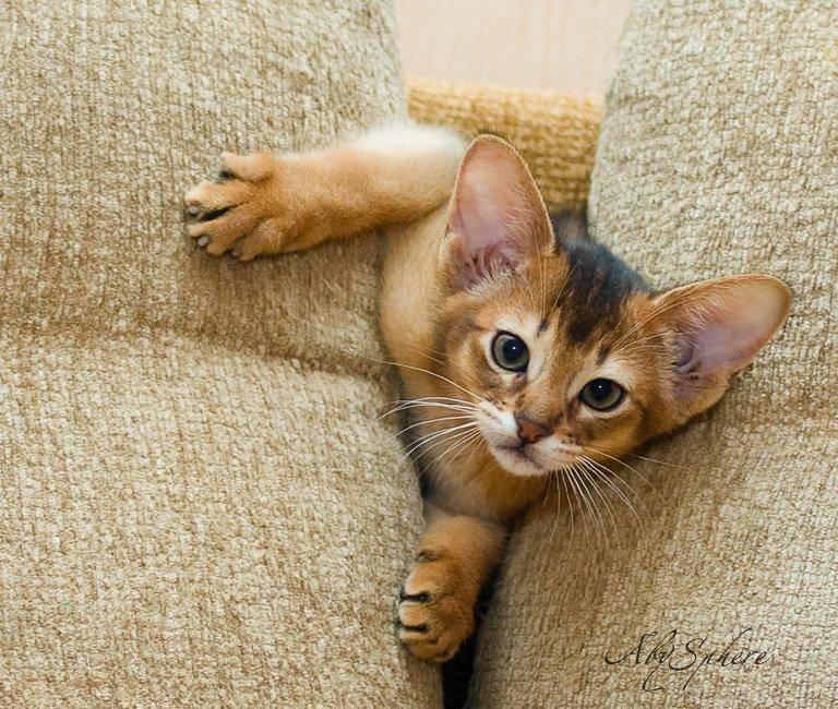Как характеризуются абиссинские коты: описание породы, цена