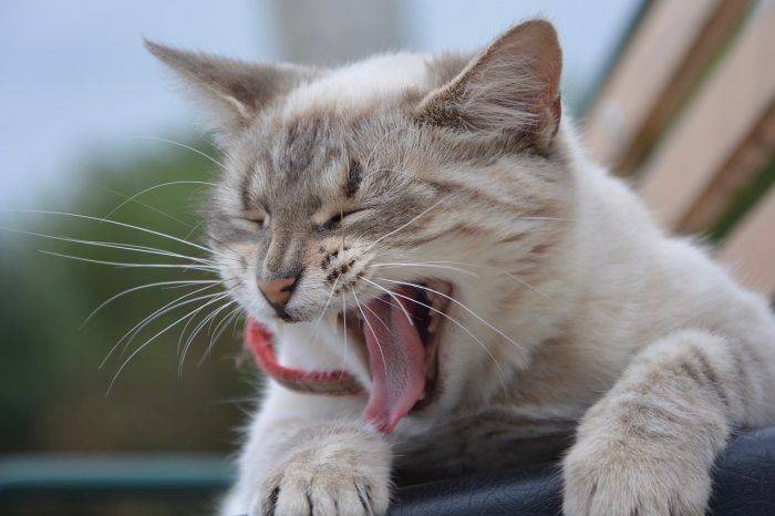 Почему у кошки пахнет изо рта: причины и лечение