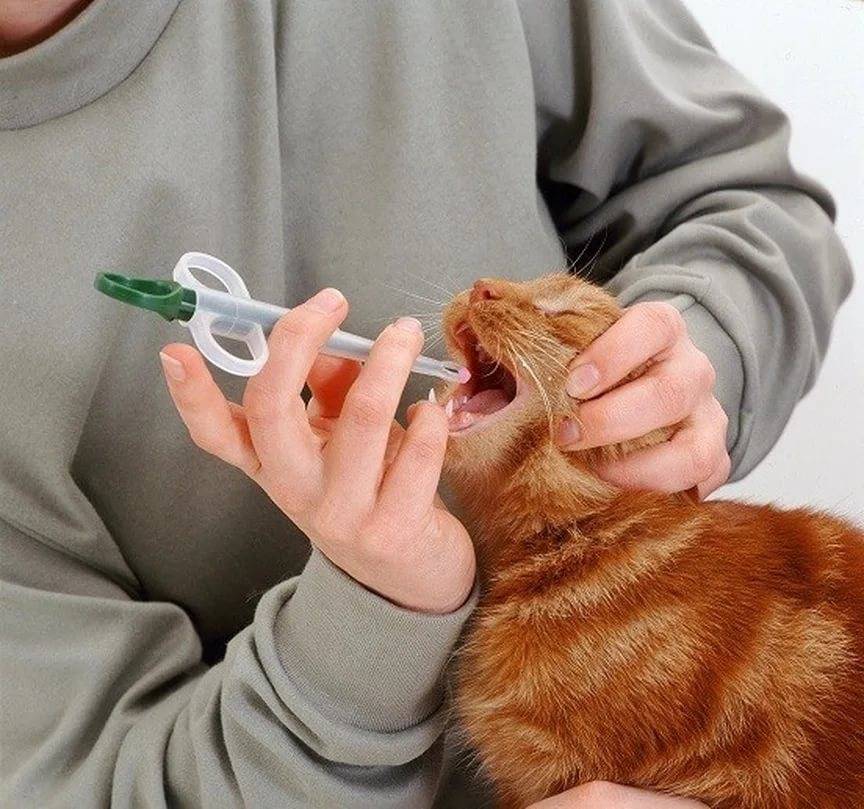 Как дать коту таблетку - правильно, если он выплевывает, из шприца, как заставить съесть