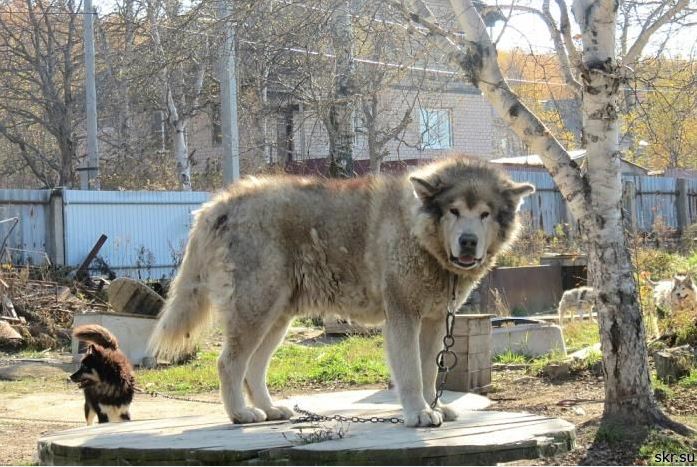 Собаки породы сахалинский хаски, карафуто кен — пропавшие герои хх века