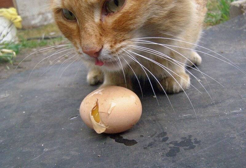 Можно ли давать котенку сырое яйцо - польза и вред