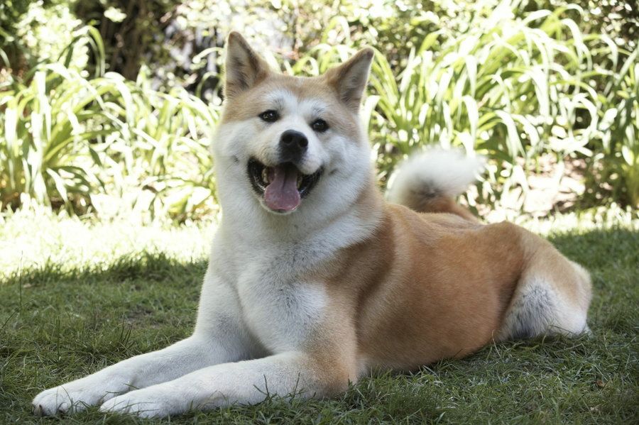 Хатико | собакопедия вики | fandom