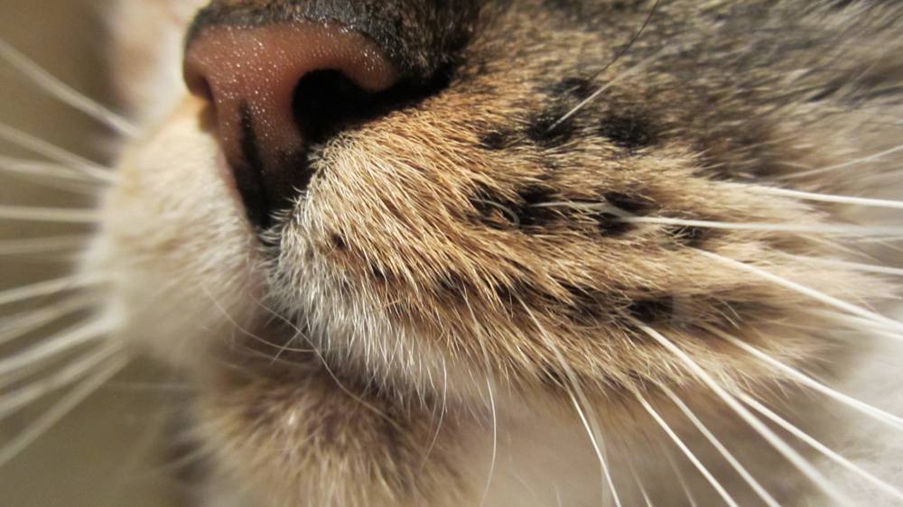 Усы у кошки как называются: назначение, строение, проблемы