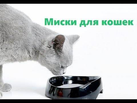 Правильная миска у кошки: какой должна быть