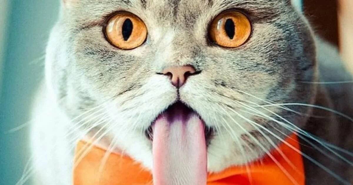 Почему кошки и коты высовывают кончик языка?