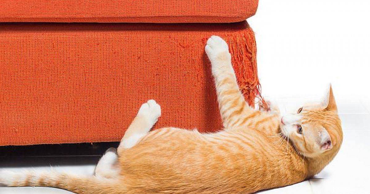 Как отучить кошку драть мебель и обои?