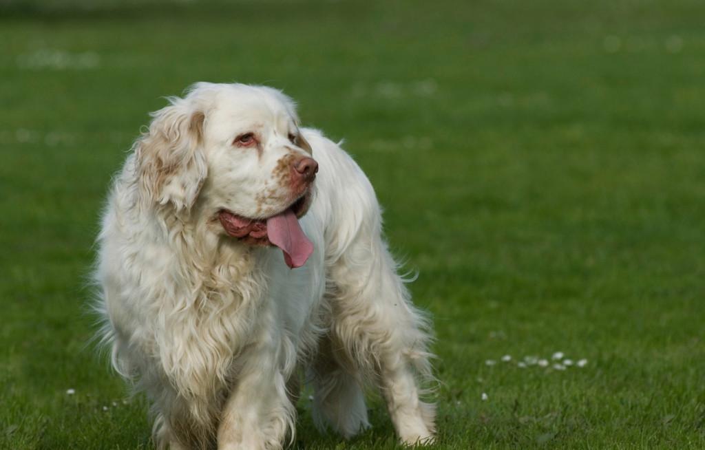 Порода собак кламбер-спаниель и ее характеристики с фото